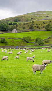 Sheep grazing in a green field with rolling hills in the background